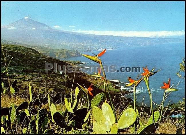 Strelicias en la costa del norte (tenerife)