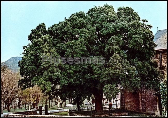 Encina vieja en arceniega (álava)