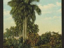 Foto antigua de PAISAJES CUBANOS