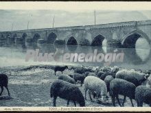 Rebaño de ovejas frente al puente romano de toro (zamora)