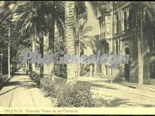 Paseo de las palmeras de la alameda de valencia