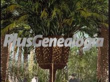 Palmera del cura, elche (alicante)