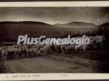 Ver fotos antiguas de Tradiciones de SANT JOAN DE L ERM