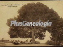 Ver fotos antiguas de parques, jardines y naturaleza en LLORET DE MAR