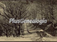 Ver fotos antiguas de parques, jardines y naturaleza en SAN VICENTE