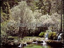 Ver fotos antiguas de parques, jardines y naturaleza en VEGA DE CODORNO