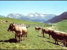 Pla beret en el val d´arán (lleida)