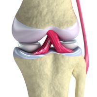 Articulación sinovial