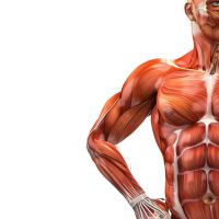 Brazo anterior
