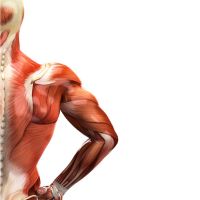 Brazo posterior