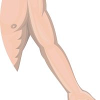 Brazo (anatomía)