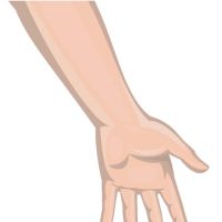 Brazo y mano