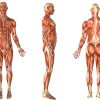 Direcciones del cuerpo