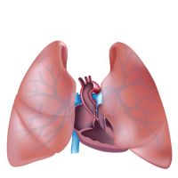 Pulmones