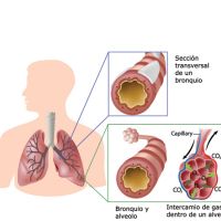Topografía de los pulmones