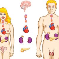 Glándulas endocrinas