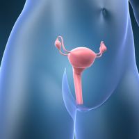 Aparato genital femenino