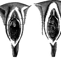 Clítoris y vulva