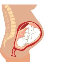 Placenta