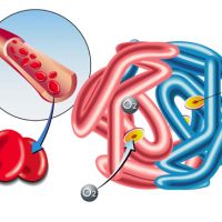 Hemoglobina