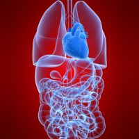 Pulmones y corazón