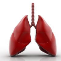 Pulmones y tráquea