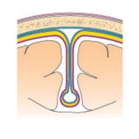 Meninges