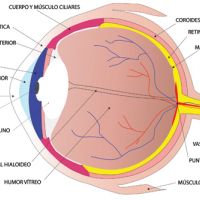 Músculos oculares