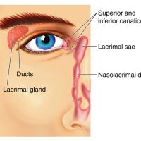 Sistema lacrimal