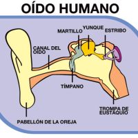 Estructura del oído