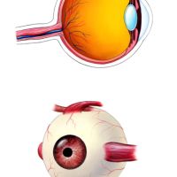 Partes del ojo