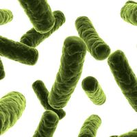 Bacteria