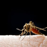 Dengue
