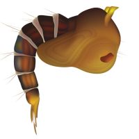 Larva de mosquito