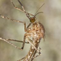 Mosquito