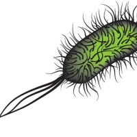 Ecoli