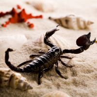 Escorpión