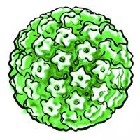 Papiloma virus