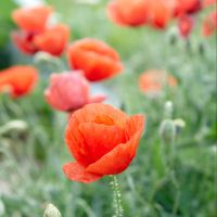 Amapola