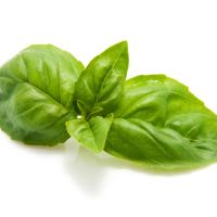 Albahaca
