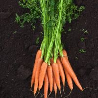 Zanahorias