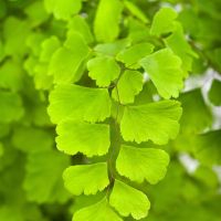 Ginkgo