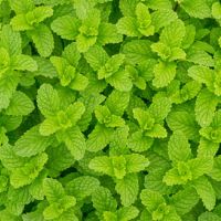 Menta