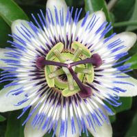 Pasiflora