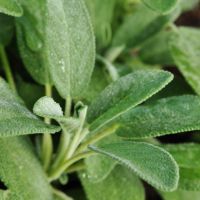 Salvia