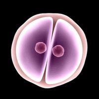 Fusión por mitosis