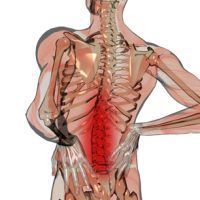 Columna lumbar