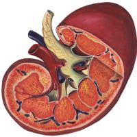 Anatomía del riñón