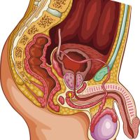 Aparato genital masculino