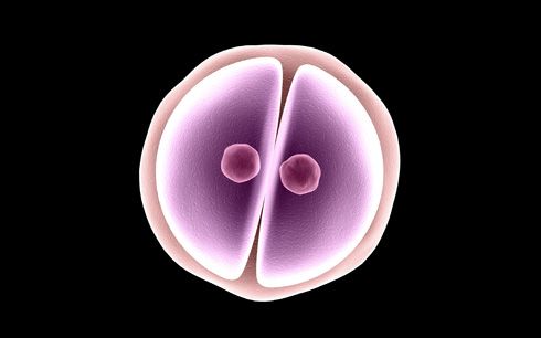 Fusión por mitosis